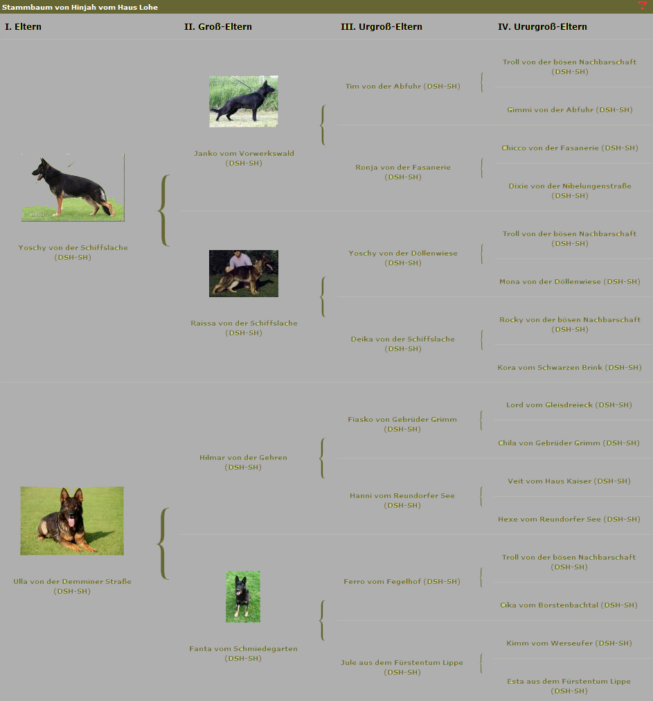 Hinjah vom Haus Lohe - Stammbaum