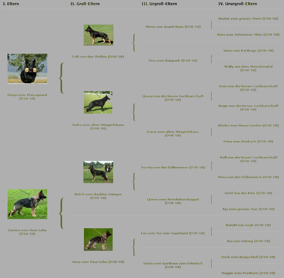 Josy vom Haus Lohe - Stammbaum