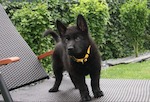 Zorro vom Haus Lohe